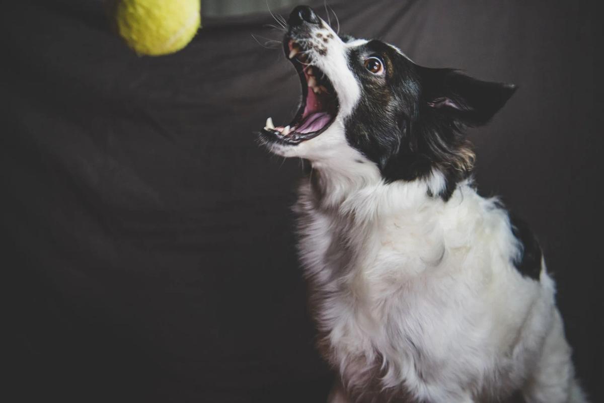 Australian Flyball Nationals 2026: Bendigo guide