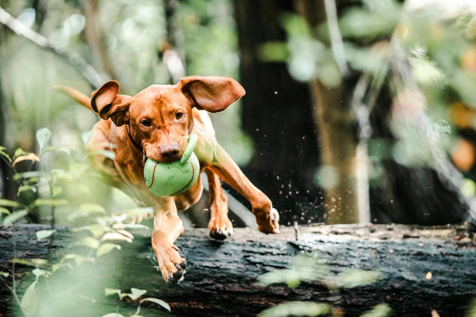Spring Flyball Training Tips UK: Getting Your Dog Back Up to Speed