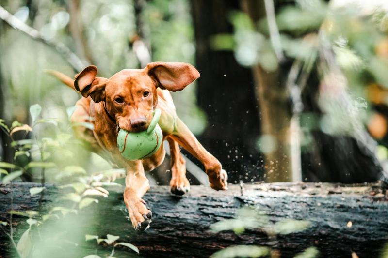 Spring Flyball Training Tips UK: Getting Your Dog Back Up to Speed