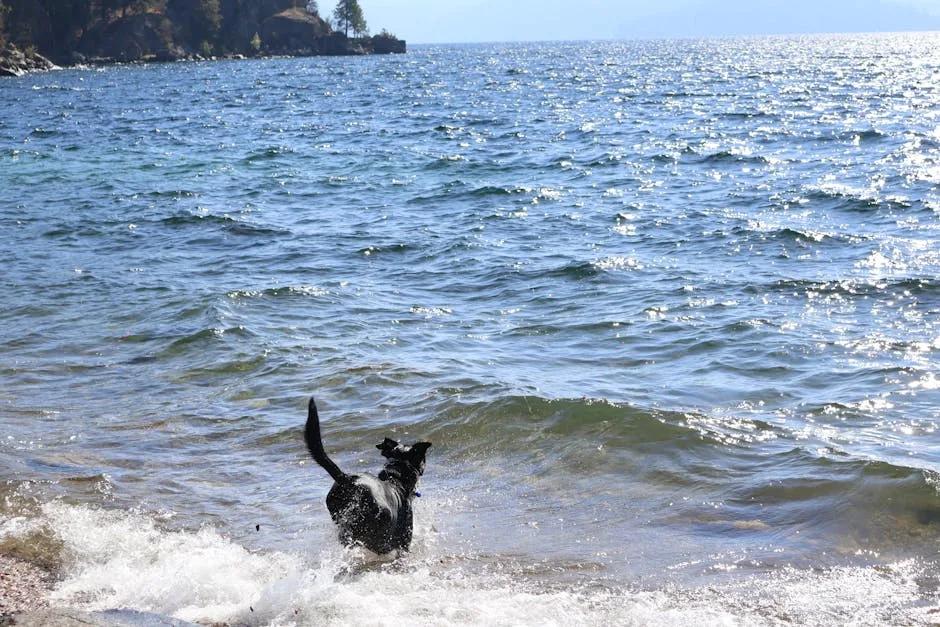 Dog swimming in calm lake water with handler nearby