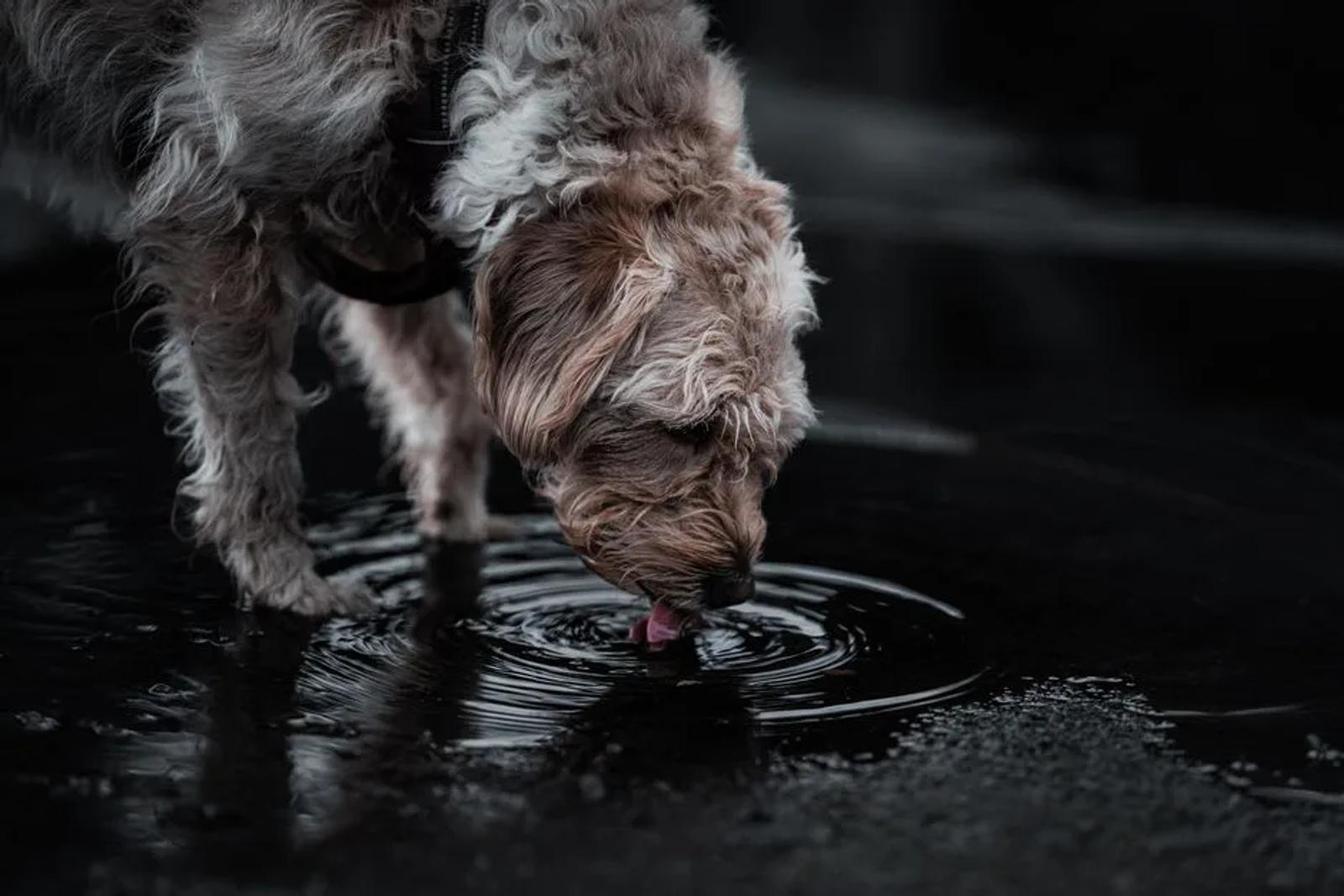 Handler wetting a dog cooling bandana or vest beside an outdoor tap