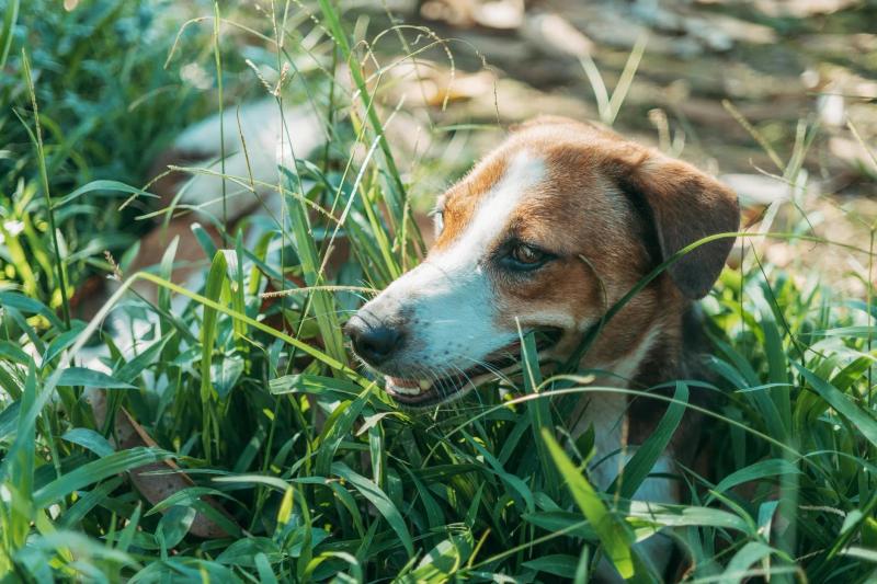 Best dog cooling products: what works for active dogs