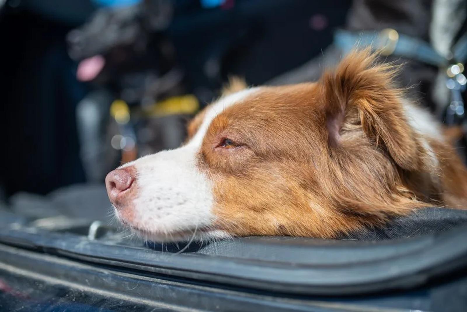 Brown-and-white dog resting its head at the open rear of a vehicle