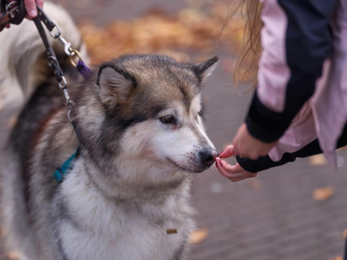 Best Dog Treats for Training: 6 UK Picks