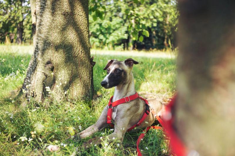 Best dog cooling products UK: mats, vests, shade kit