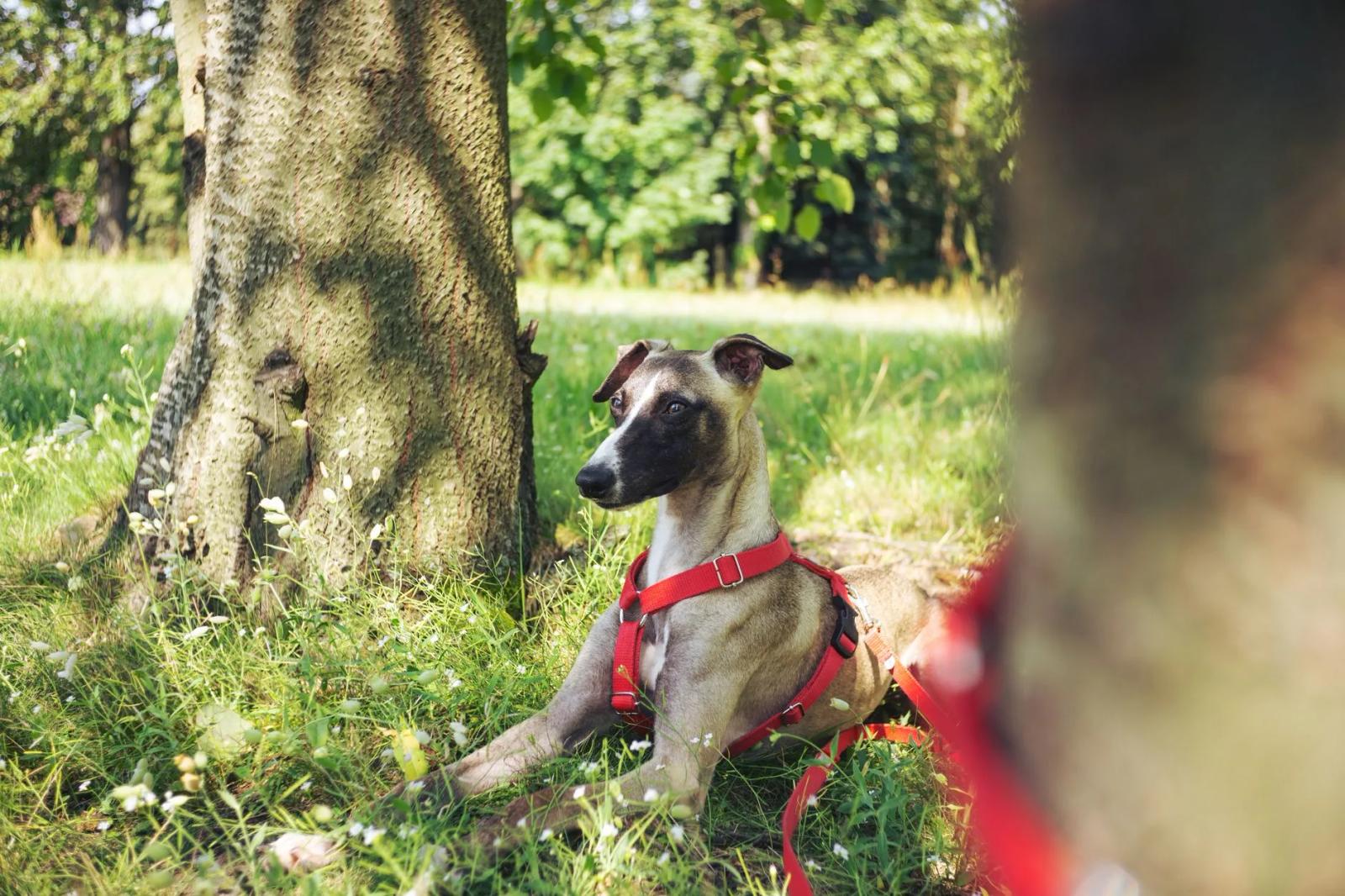 Best dog cooling products UK: mats, vests, shade kit