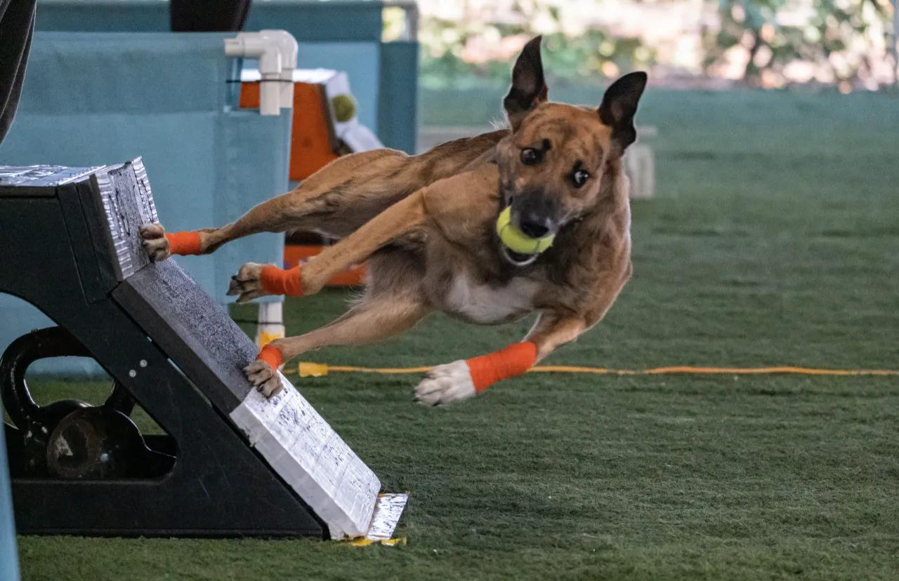 Mixed breed dog doing a swimmers turn off the box at flyball
