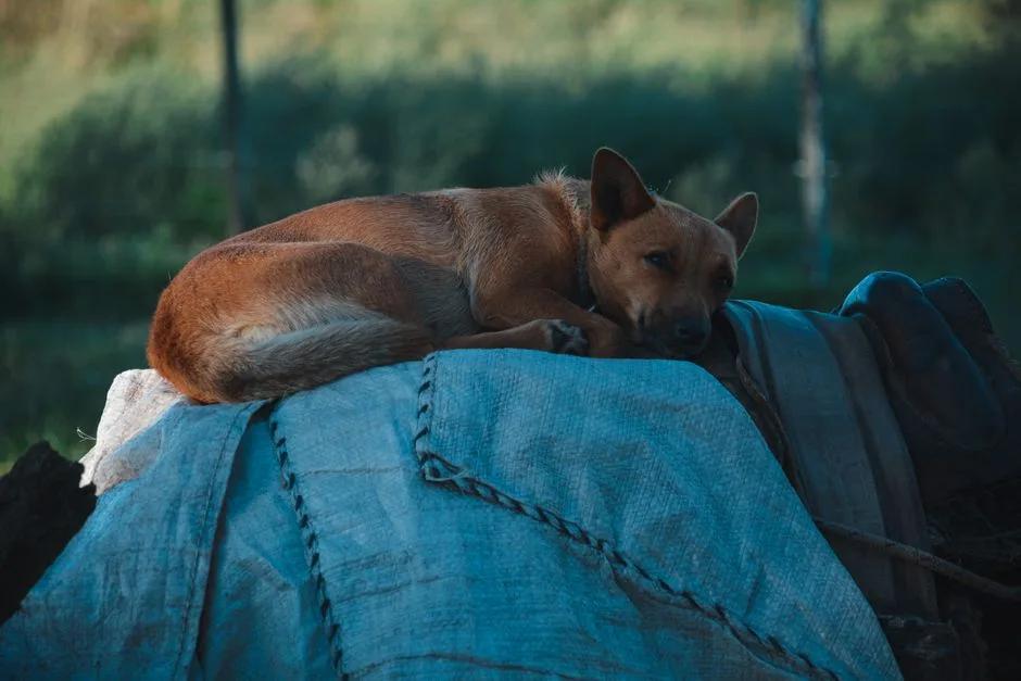 Dog resting in shade with water at a summer sports event