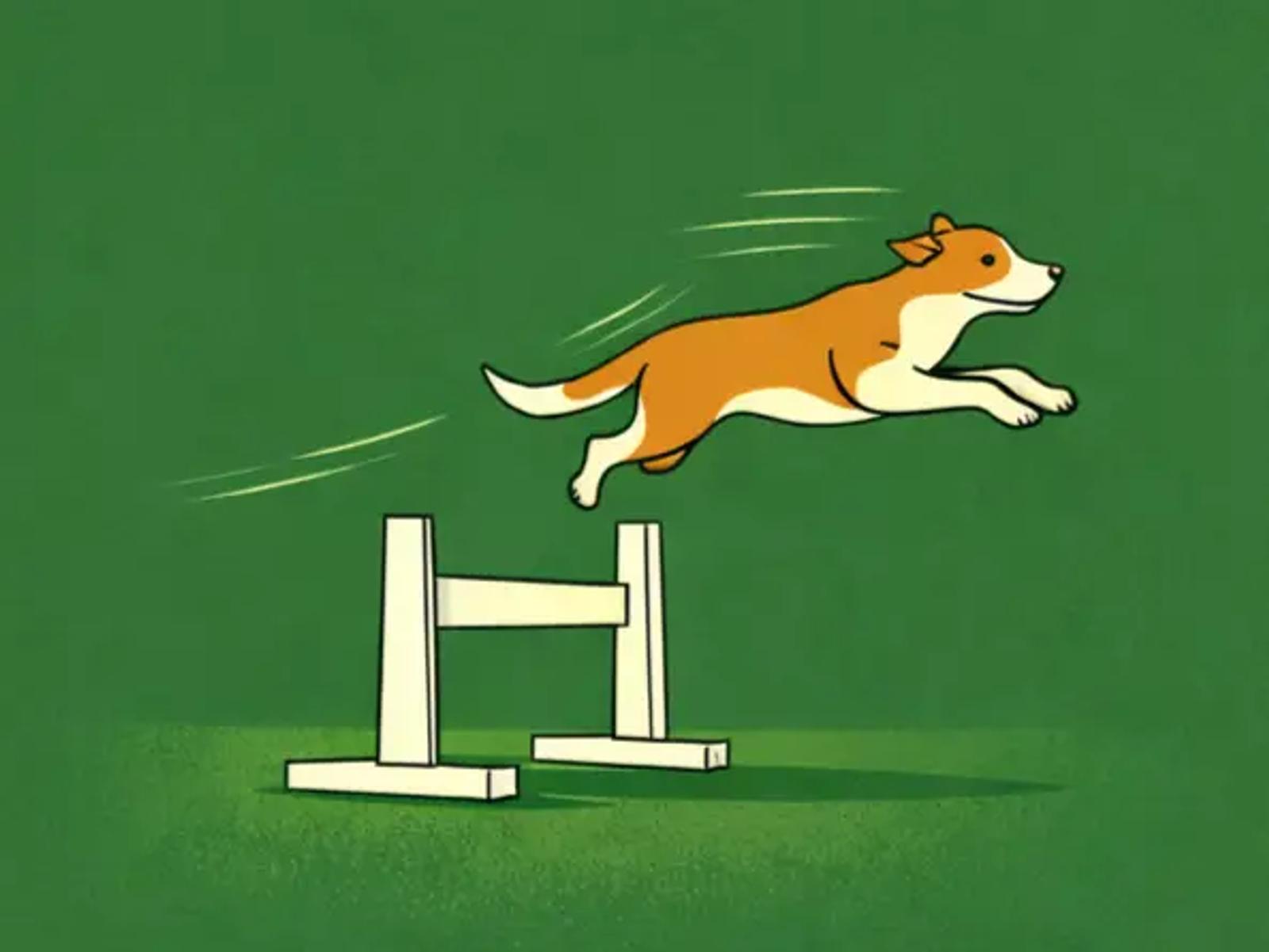 Flyball dog jumping over a hurdle