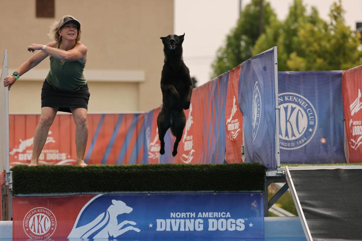 Dog Agility Equipment for Gardens: UK DIY & Buying Guide