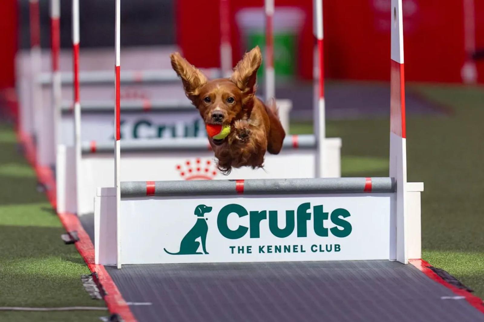 Cute dog running with ball in mouth at the flyball hub comp Crufts
