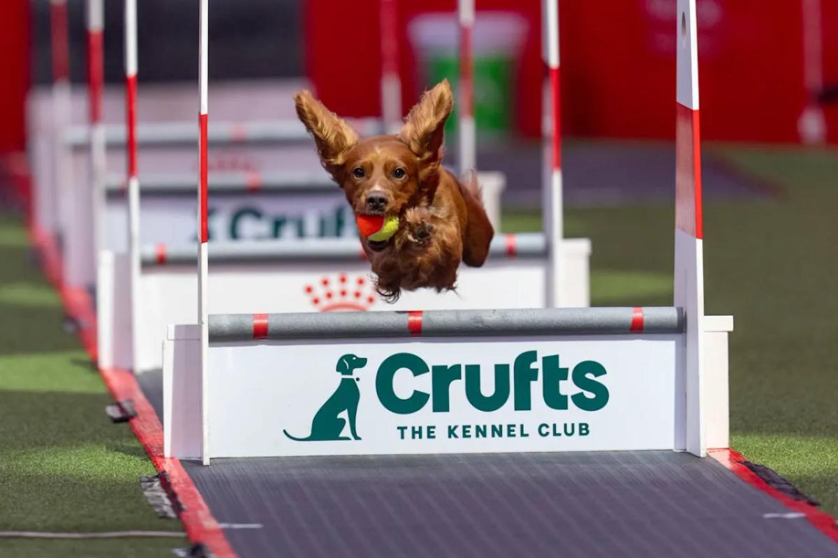 Crufts Flyball 2026: A Complete Guide (2026)