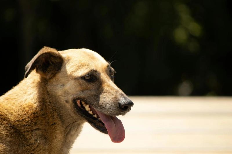 Dog heatstroke: signs, prevention and what to do