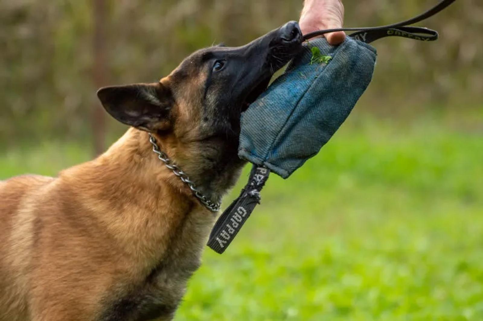 Handler and dog playing with tug toy on green field