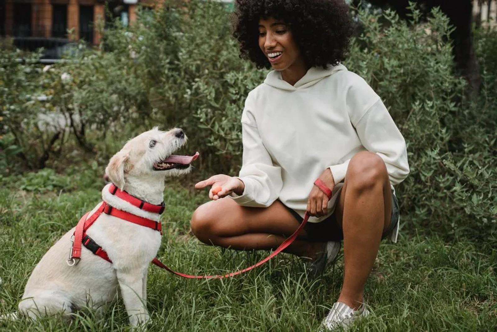 Puppy looking up at a person during reward based training