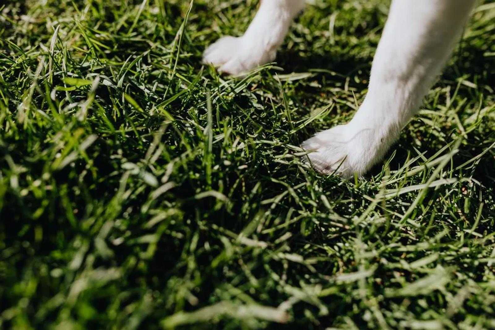 Close-up of a dog standing with its paws on grass