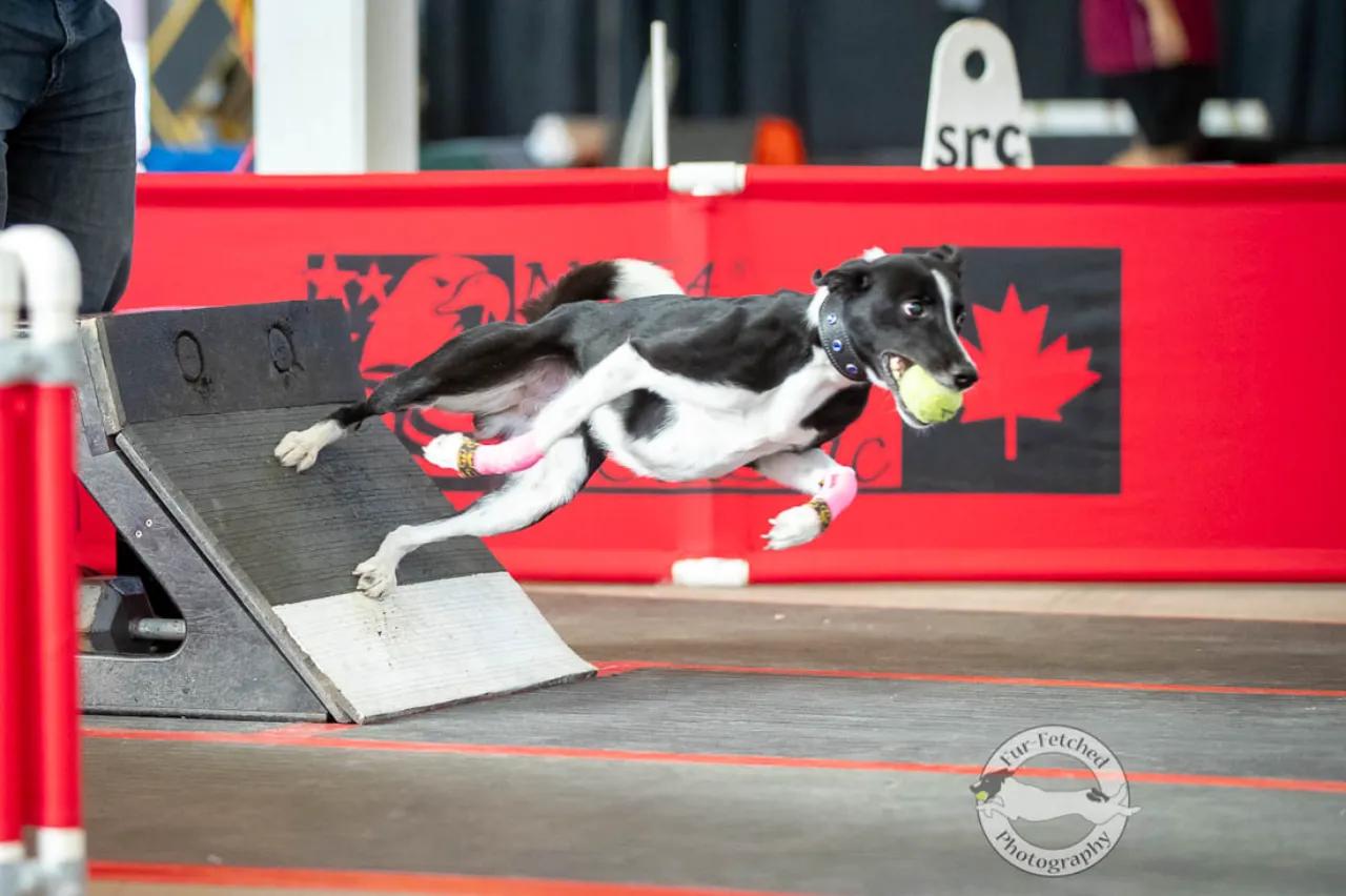Mixed breed dog doing a swimmers turn off the box at flyball