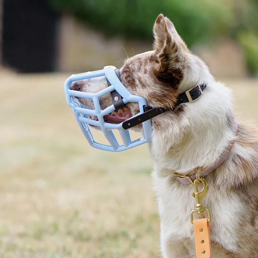 Muzzles for Reactive Dogs: A Practical Guide