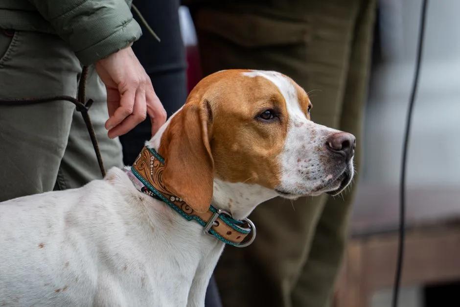 Handler preparing a dog for a sporting activity without visible event branding