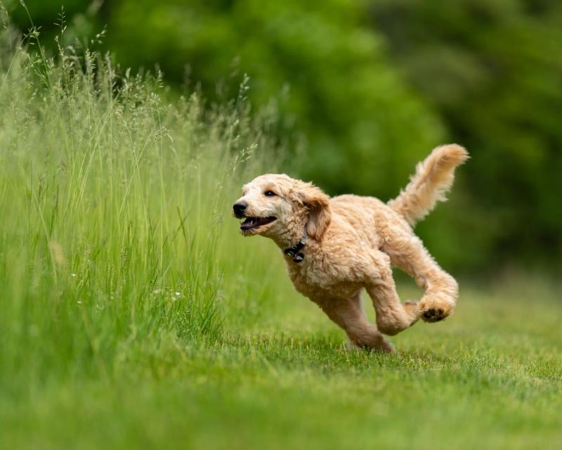 Best dog tracker UK 2026: GPS and no-fee picks