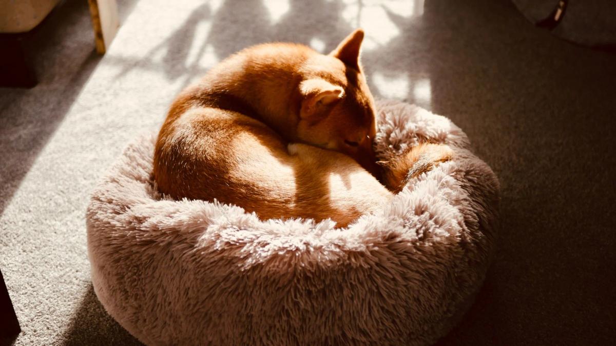 A reddish-tan dog curled up in a round, shaggy taupe dog bed on a sunlit carpet.