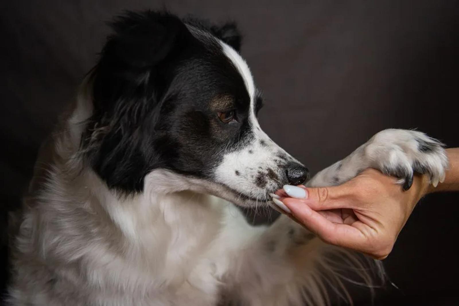Close-up of a dog paw being gently held during a health check