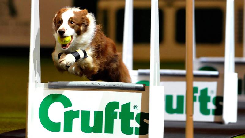 A Spectator's Guide to Flyball at Crufts