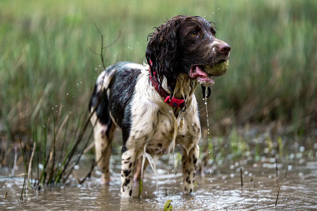 Best dog muddy paw cleaning products