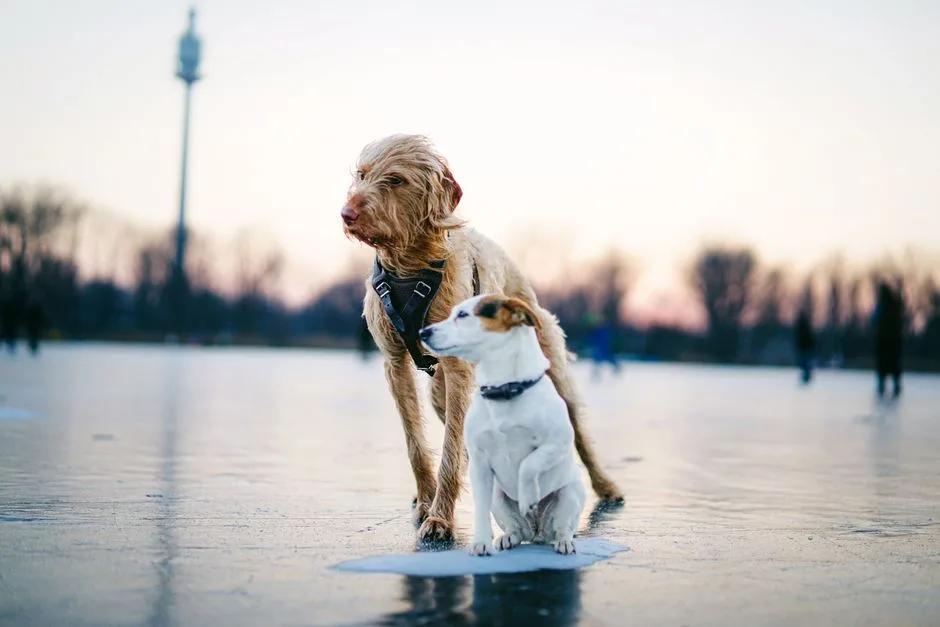 A large dog and a small dog standing together on a frozen lake