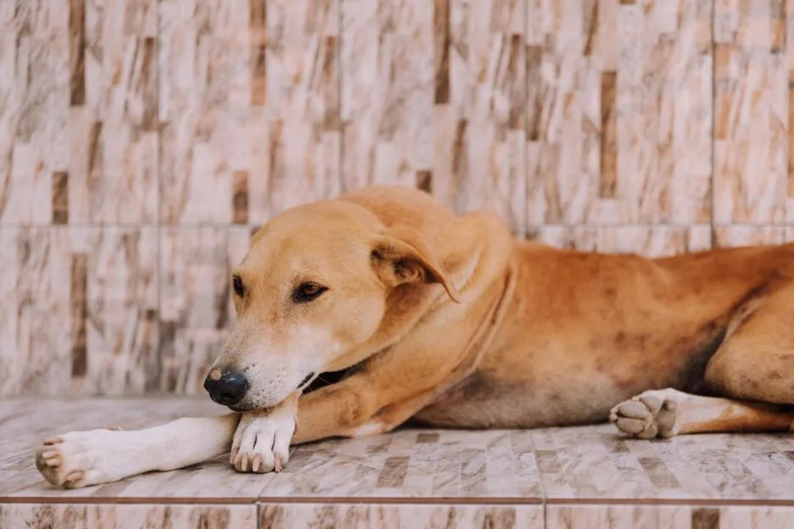 Dog resting on a cool tiled floor indoors