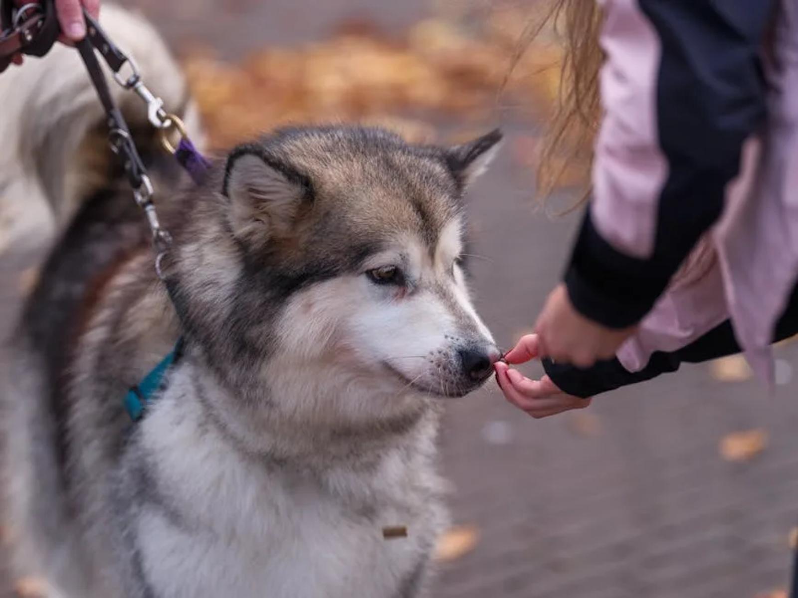 Close-up of dog treat puzzle feeder
