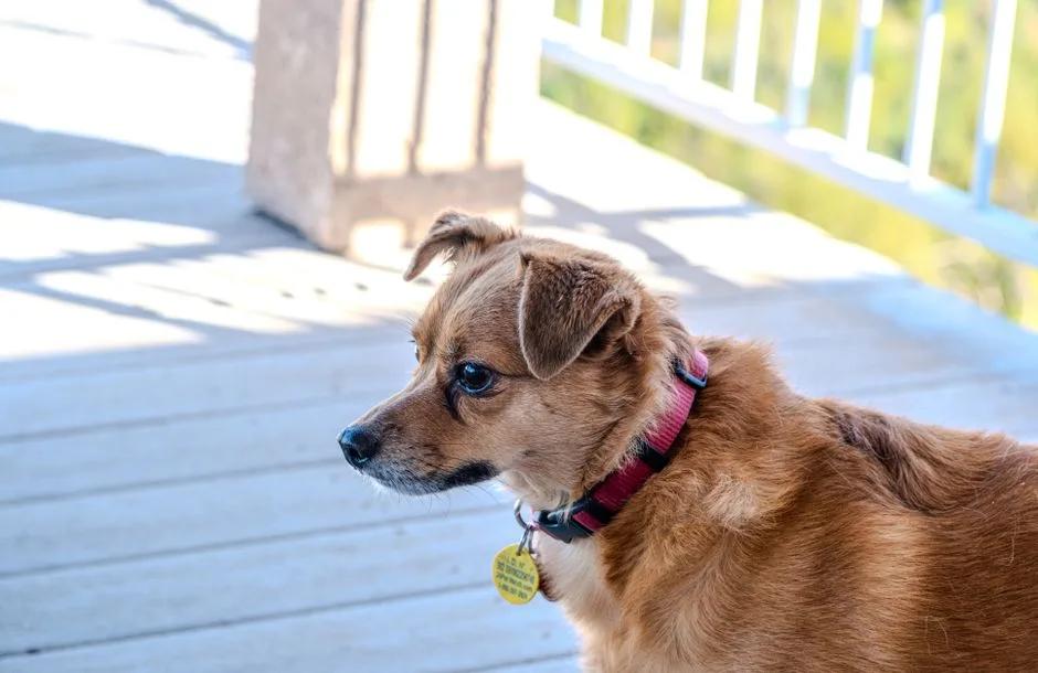 Close-up of a dog collar with tag or tracker style accessory