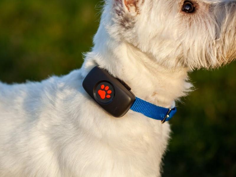 Best Dog Tracker Without Subscription UK (2026)