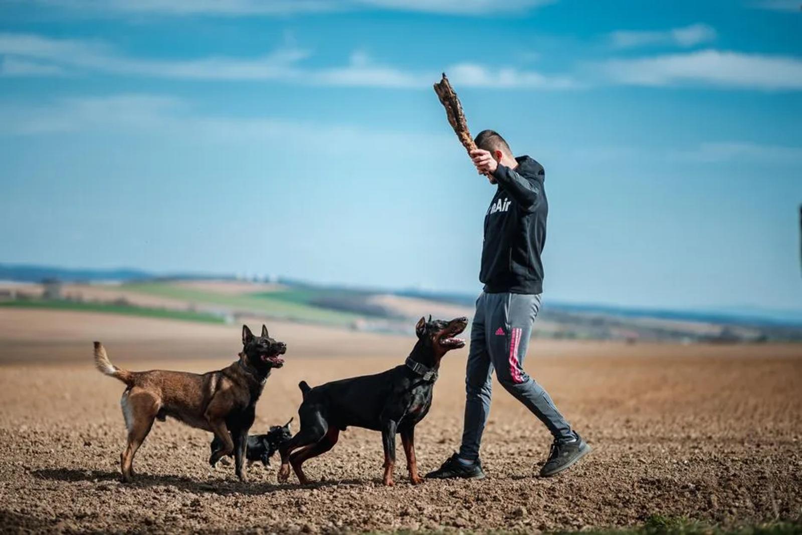 Handler playing with three dogs in a grass field