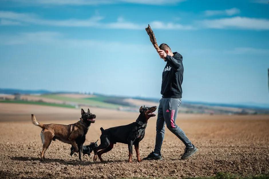 Handler playing with three dogs in a grass field