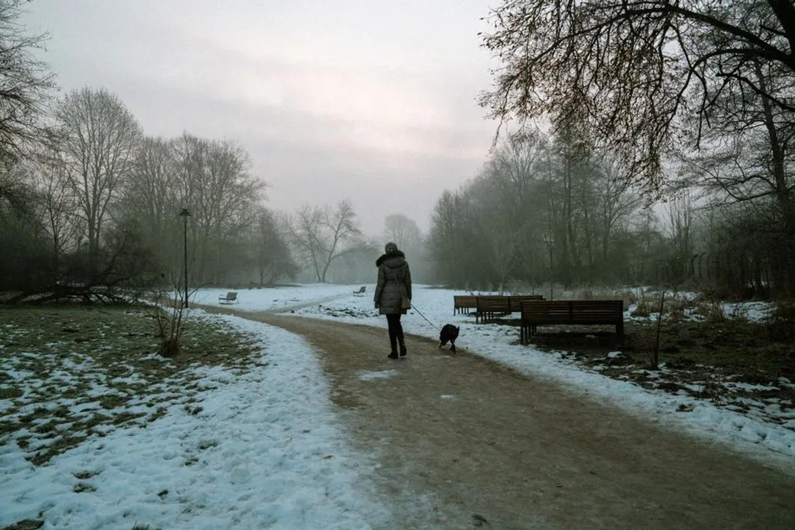 Dog walking on a park path in cold weather