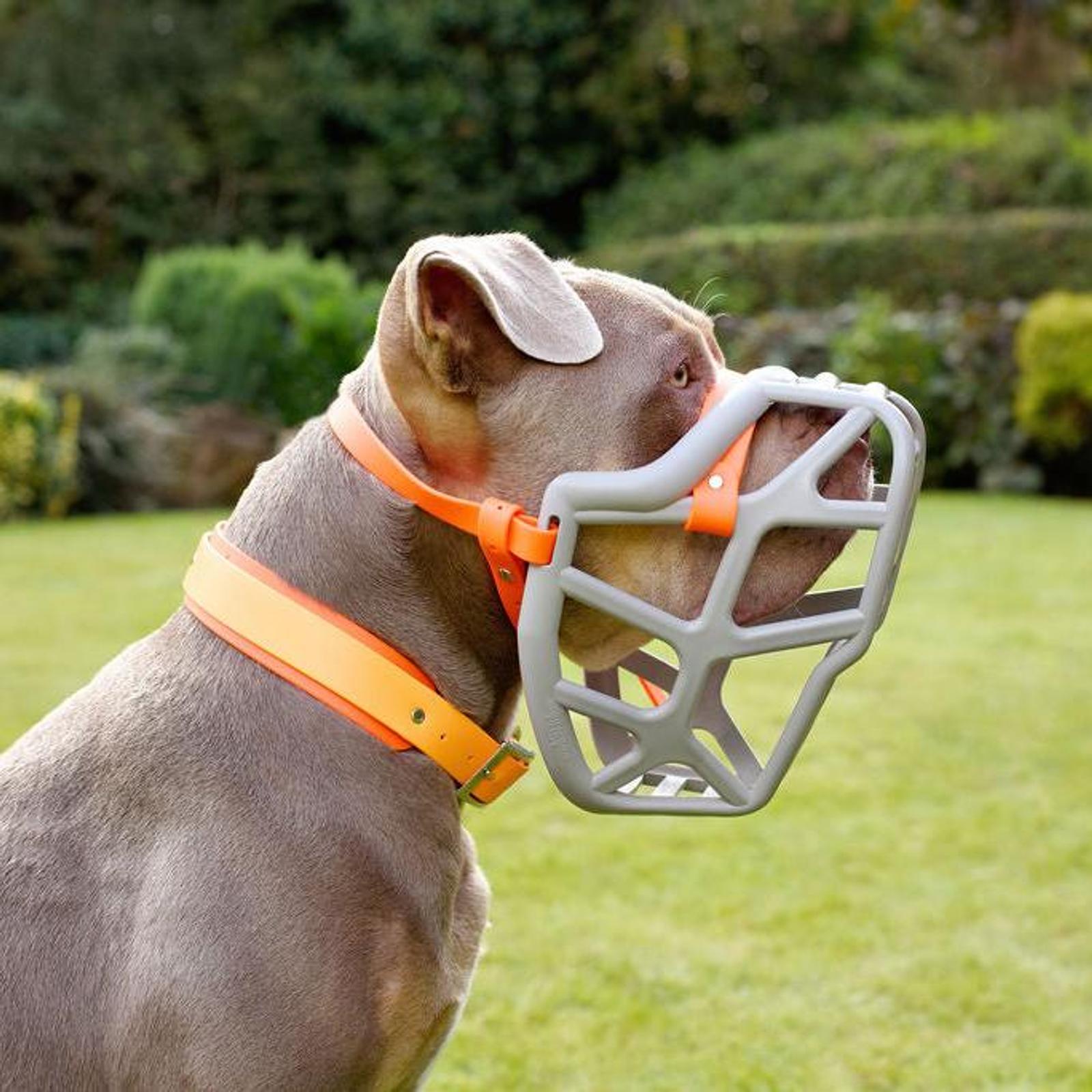 Dog safely muzzled