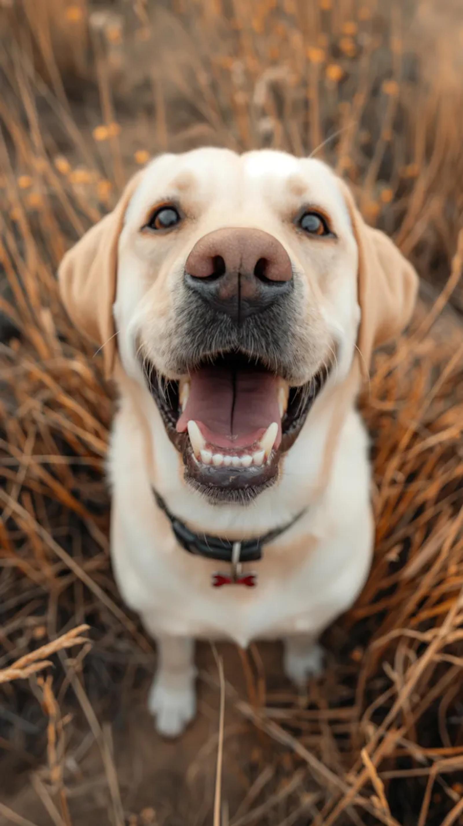 Joyful Labrador Retriever ready to play flyball hub