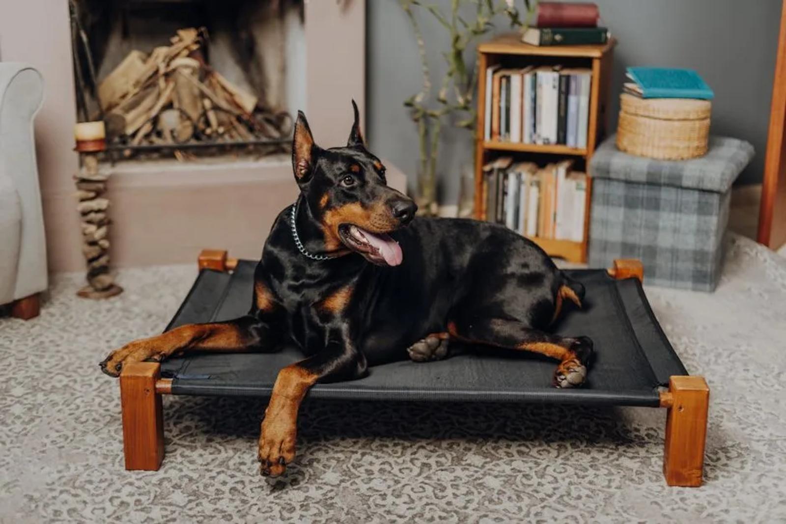 Dog lying on a raised mesh bed in a garden or training field