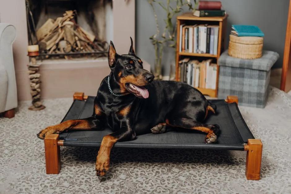 Dog lying on a raised mesh bed in a garden or training field