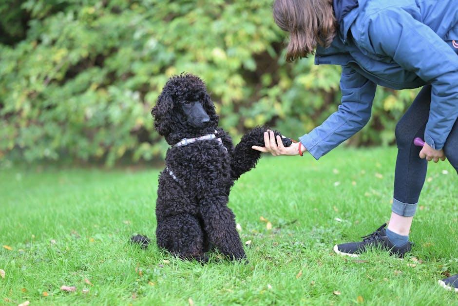 Dog running towards handler during training