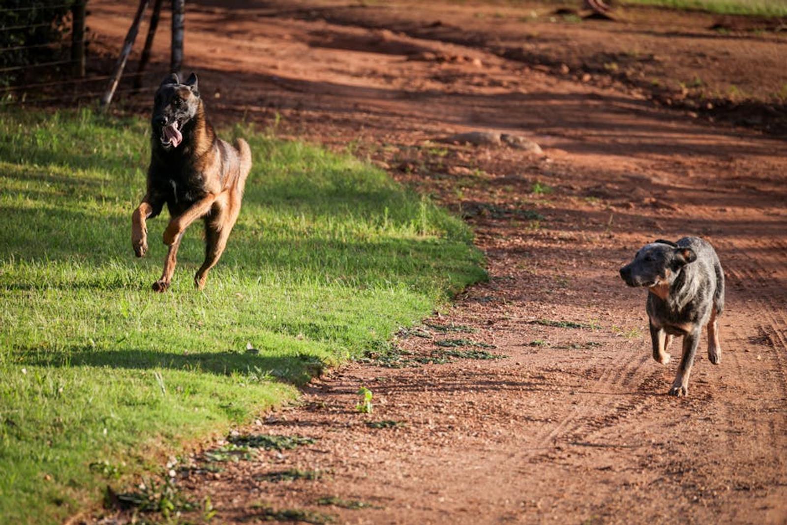 Two flyball dogs passing each other nose-to-nose at speed during a team relay race