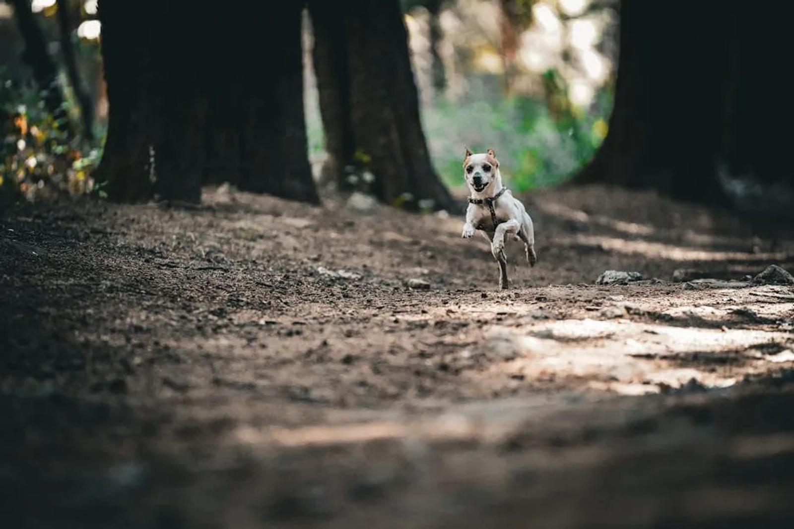 Runner and dog attached by bungee line running through woodland trail