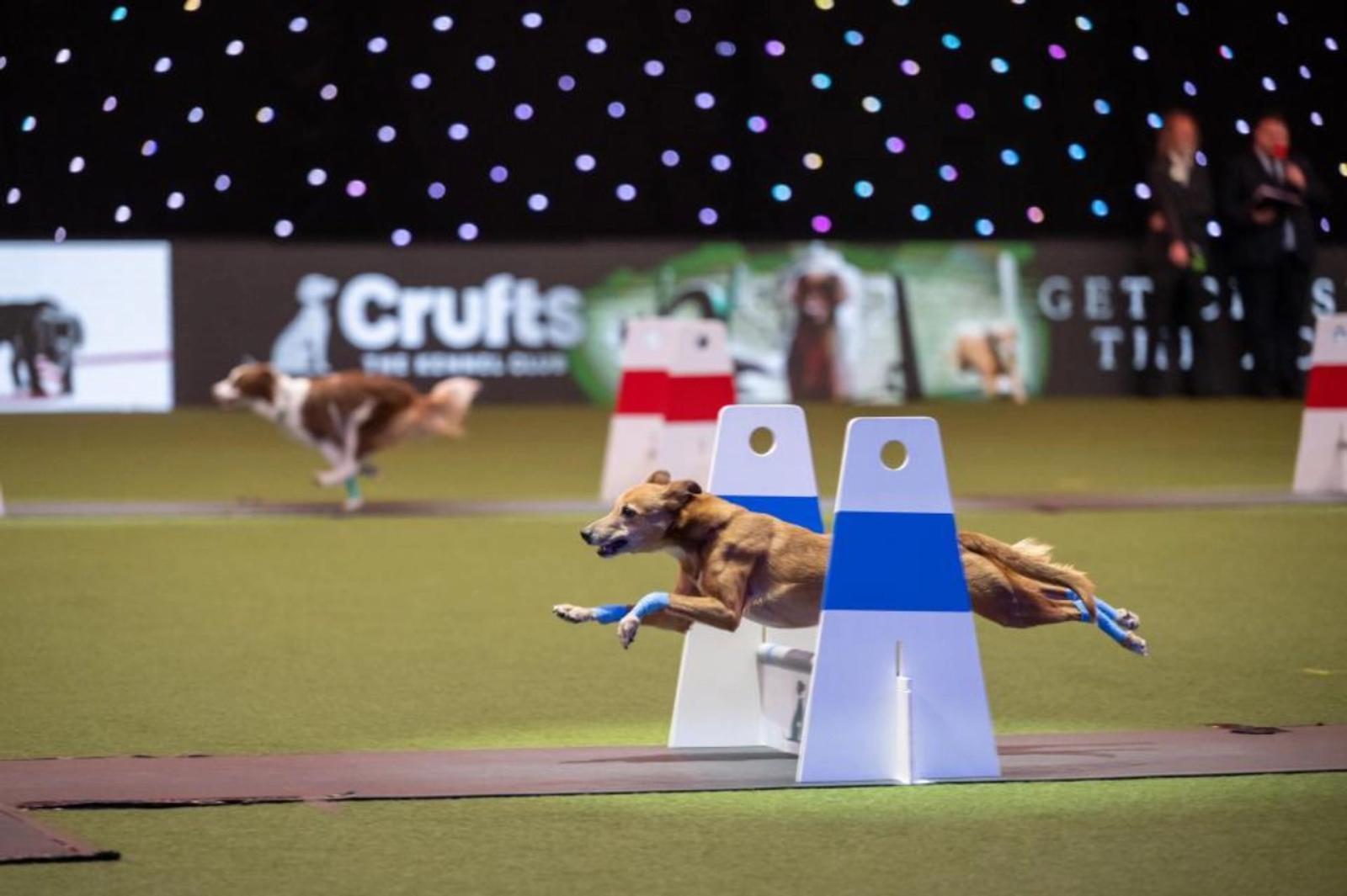 Speedy dog running down the flyball lane at Crufts