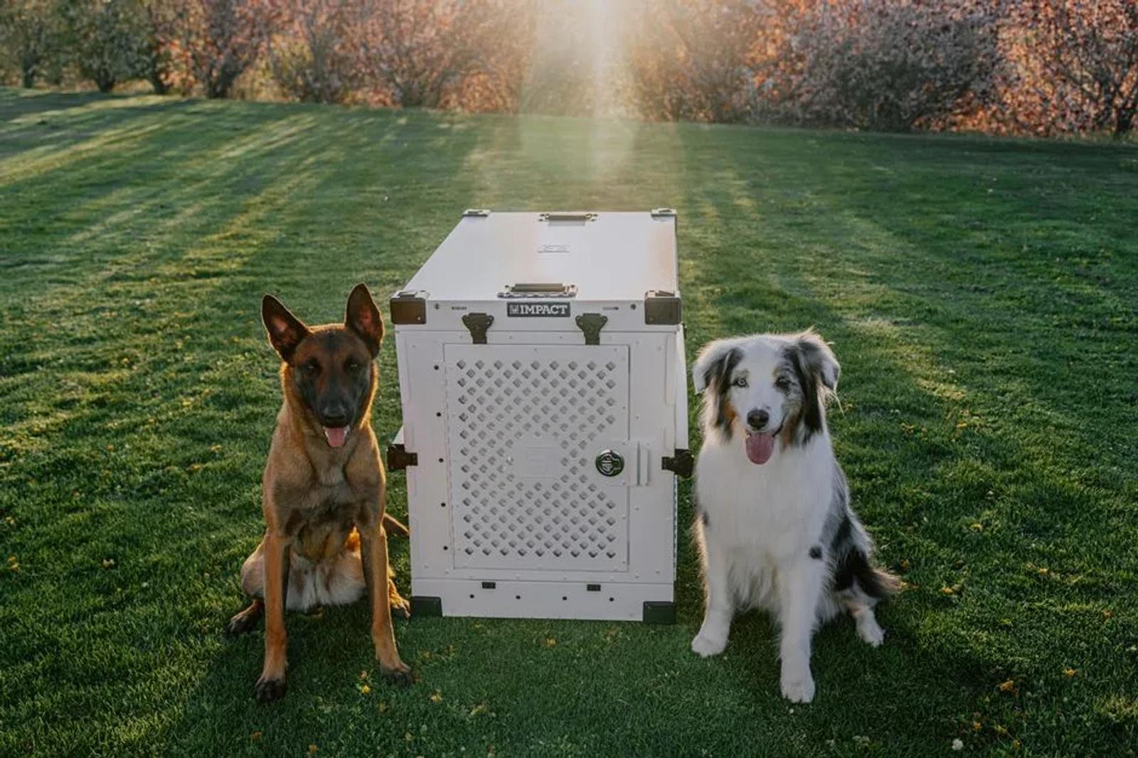 Two dogs resting beside a travel crate in a park at sunset