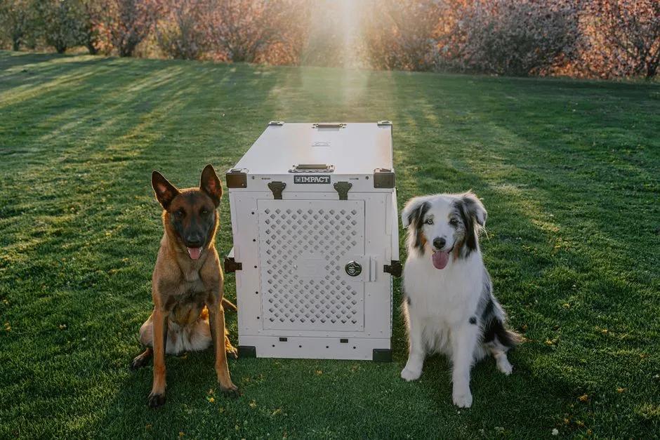 Two dogs resting beside a travel crate in a park at sunset