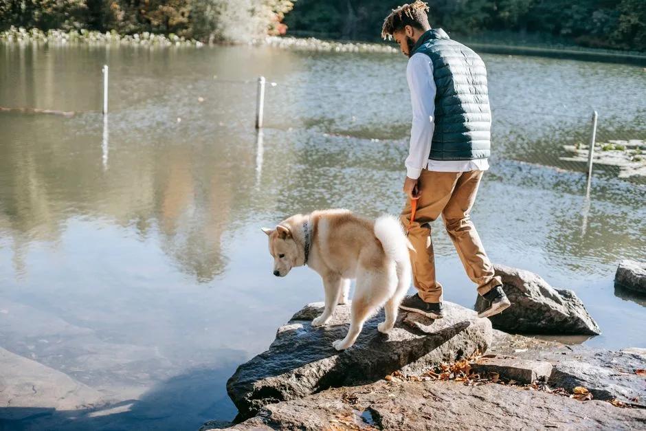 Dog swimming in calm water with owner nearby