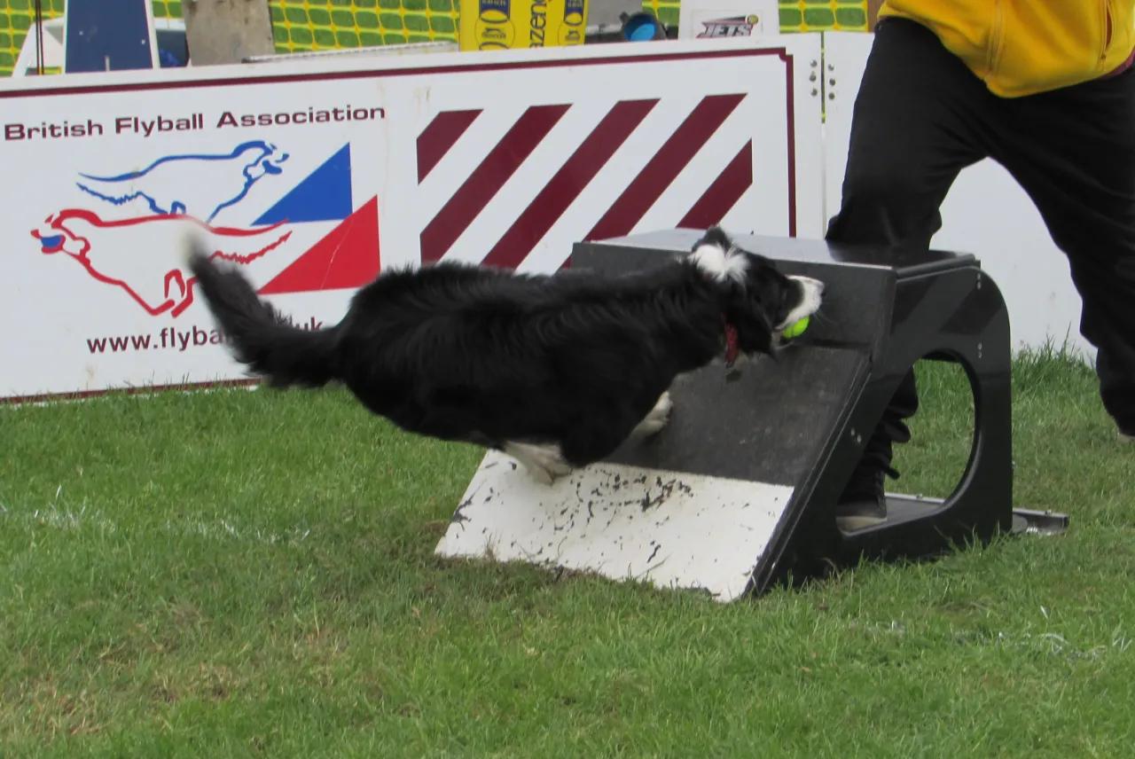 Border Collie dog doing a swimmers turn off the box at flyball