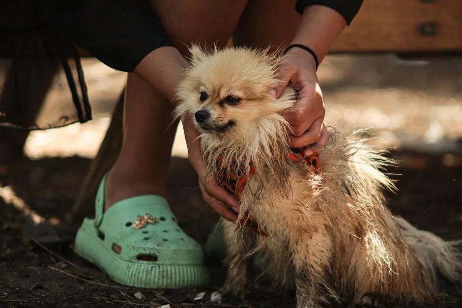 Wet dog being dried with a towel after outdoor exercise