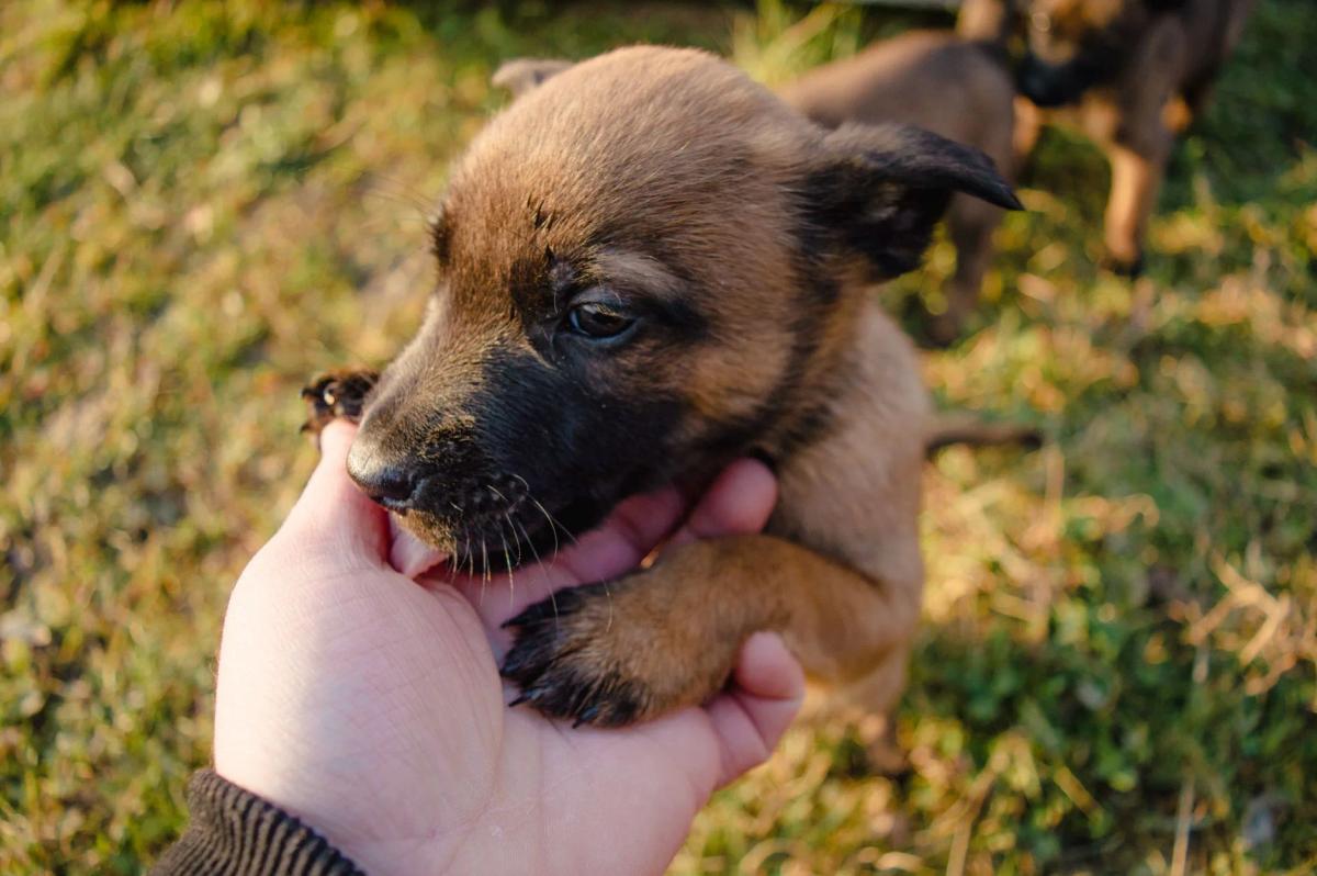 Best Dog Treats UK: Training and Puppy Picks